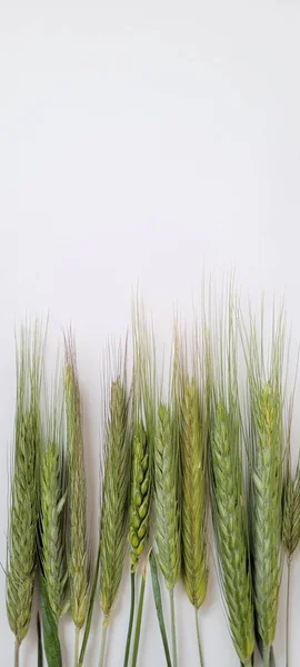 stock image Green ears of unripe wheat on a white background. Symmetrically arranged ears of wheat with a place for writing on a white background.