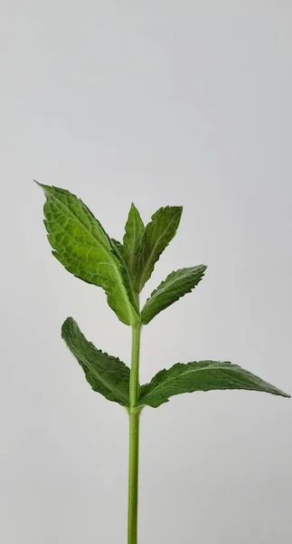 Mentha Piperita Close Branch Fresh Peppermint Showcasing Its Vibrant Green — Stock Photo, Image