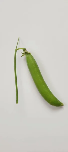 Bir bezelye kabuğu yaklaş. Pisum sativum. Genç bezelyelerle patlayan taze, canlı bezelye kabuklarının yakın çekimi, beyaz arka planda güzelce düzenlenmiş. Bu hassas ve besleyici baklagiller gerçek bir yaz sevinci.