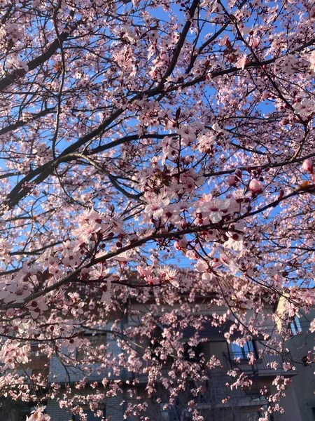Цветок Вишни Сакура Весной Крупный План — стоковое фото