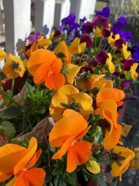 stock image Colorful pansy flowers in the garden. Spring flowers background.