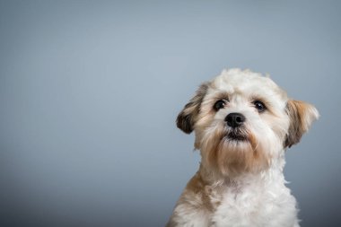 Tatlı köpek yavrusu masumiyetle bakıyor
