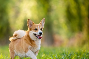 Mutlu Köpek Gezintisi, Park Macerası.