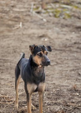 Köpek endişeli. Biraz üzgün görünüyor.