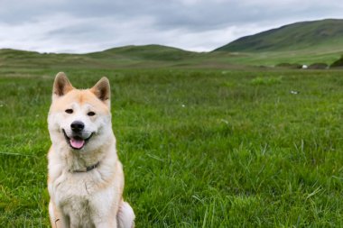 Dağ tarlasında sevimli bir köpek