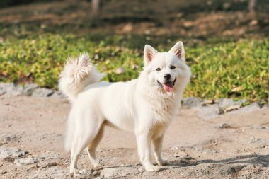 Köpek sabırsızlıkla bekliyor.