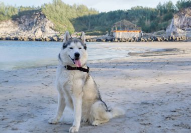 Neşeli köpek kumsalda eğleniyor.