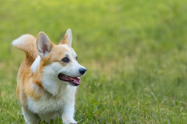 Arazide çok eğlenen sevimli yavrular.