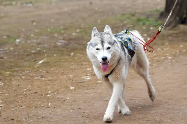 Çalışkan köpek güzel bahçeye bakıyor.