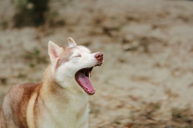 Köpek yorgun görünüyor ama tapılası.