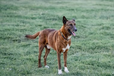 Mutlu köpek tarlada duruyor.