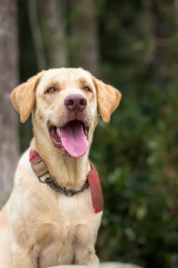 Rahatlamış köpek nefes nefese ve dinleniyor..