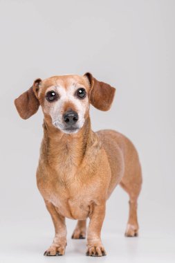 Üzgün köpek beyaz arkaplan ile ileriye bakıyor