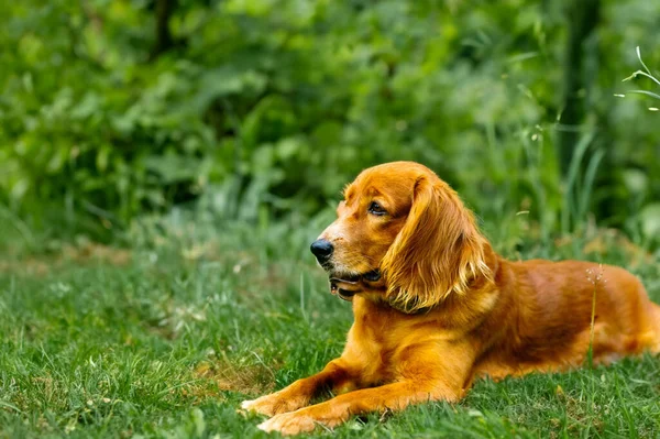 Uroczy Urok Canine Cute Dog Portret — Zdjęcie stockowe