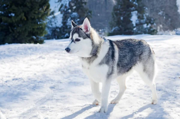 Hårdtarbejdende Hund Udfører Det Snedækkede Landskab - Stock-foto