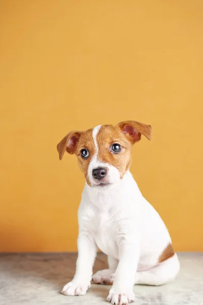 Cute sad puppy dog sitting on white background. Pet dog isolated. Jack Russell terrier