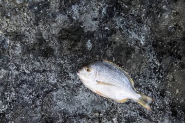 Kapalı yemek fotoğrafçılığı deniz ürünleri ve istiridyelerin özünü yakalıyor.