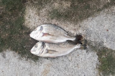 Köy tahtasında taze dorada balığı