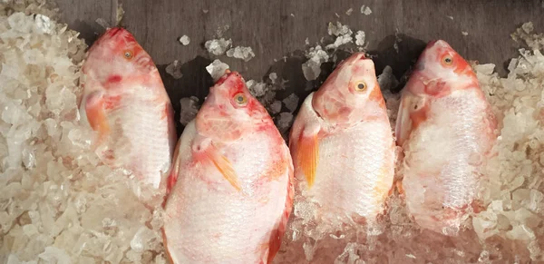 Close Fresh Tilapia Fish Laid Ice Ready Sale Bustling Fish — Stock Photo, Image