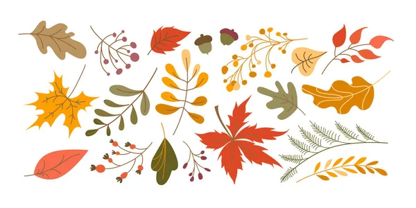 Vektor Satz Von Blättern Cartoon Stil Herbstblätter Und Beeren Sammeln — Stockvektor