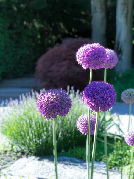 stock image Landscaping. Decorative onion and lavender. Violet color. Flowers on a stem. Flowers in the park.