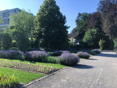 Resim parkı, park, mor lavanta çalıları, budanmış çalılar, yeşil alanlar..