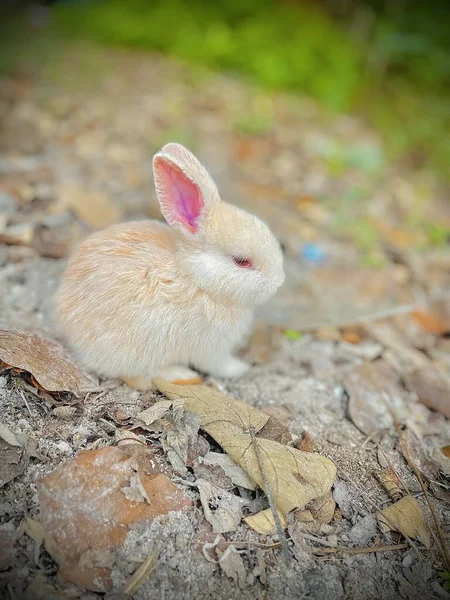 Baby Rabbit Forest Beautiful Pictures — Stock Photo, Image