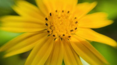 sarı çiçekli makro fotoğraf 