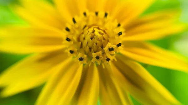 Żółty Kwiat Pąk Piękne Zdjęcie — Zdjęcie stockowe