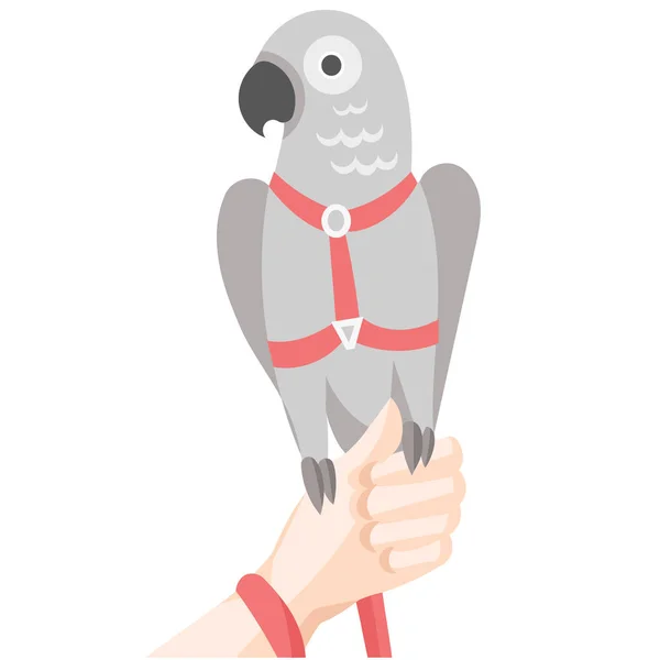 Papagaio Cinzento Arnês Vermelho Trela Mão Humana Ilustração Vetorial — Vetor de Stock
