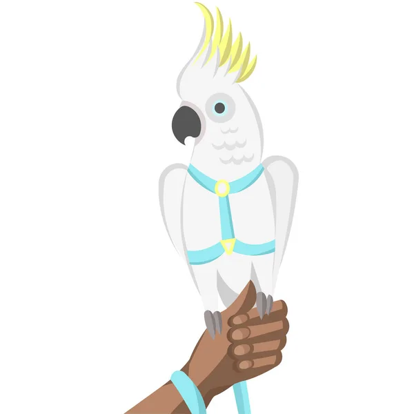 Papagaio Cacatua Branco Arnês Trela Mão Humana Ilustração Vetorial — Vetor de Stock