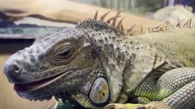 Bu heyecan verici video, doğal ortamında bir iguananın başını gösteriyor. Pul, diş ve göz bebeklerinin detaylı çekimlerini göreceksiniz..
