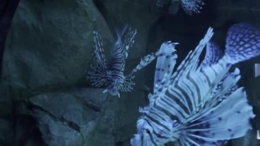 Mavi Melek Balığı, güzelliği ve zarafetiyle büyüleyen güzel ve zarif bir balıktır. Bu heyecan verici videoda, sizleri bu balıkların dünyasına dalıp yakından incelemeye davet ediyoruz..