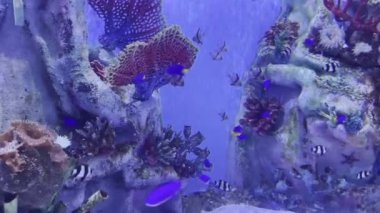 Bu video, deniz balıklarının ve diğer yaşayan canlıların büyüleyici dünyasına dalmanızı sağlıyor. Çok çeşitli balık ve mercanlarla canlanan bir deniz akvaryumu göreceksiniz..