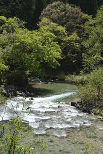 Θέα Του Ποταμού Στα Βουνά Φύση Χλωρίδα Περιβάλλον — Φωτογραφία Αρχείου