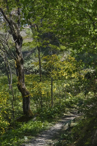 Beau Plan Une Forêt Avec Sentier — Photo