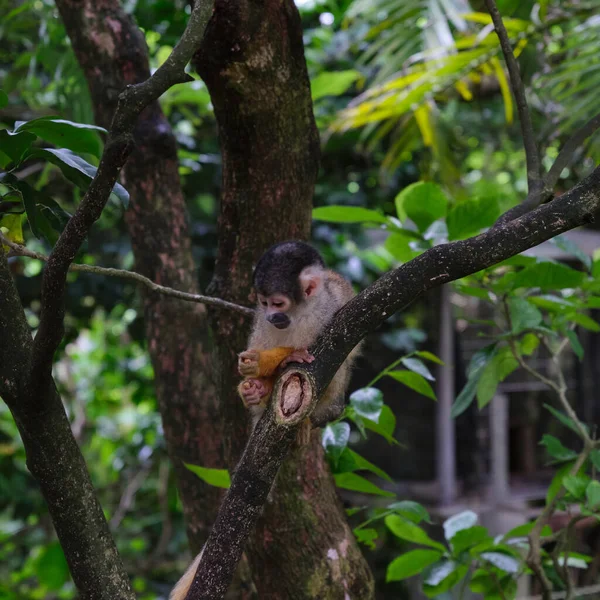 緑の木を背景にリス猿 — ストック写真