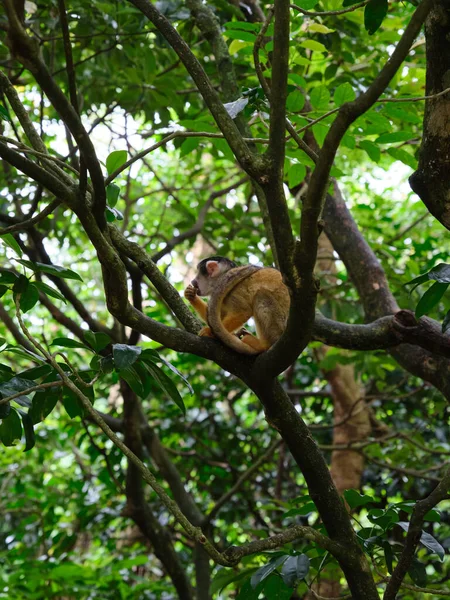 Macaco Esquilo Fundo Árvore Verde — Fotografia de Stock