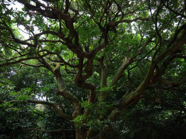  Okinawa 'daki Ishigaki adasında tropik bir orman.
