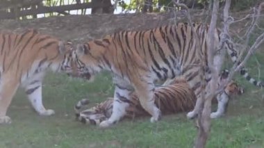 Panthera tigris altaica Sibirya ya da Amur kaplanı arkadaşlarıyla oynuyor. Yüksek kalite 4k görüntü