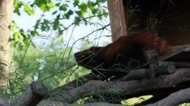 Ailurus fulgens ağaçlar arasında kırmızı panda. Yüksek kalite 4k görüntü