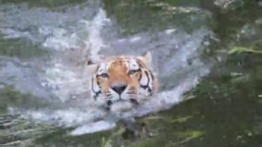 Panthera tigris altaica Sibirya ya da Amur kaplanı suyla dolu büyük bir küvette. Yüksek kalite 4k görüntü