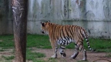 Panthera tigris altaica Sibirya ya da Amur kaplanı açık hayvanat bahçesi bölgesinde. Yüksek kalite 4k görüntü