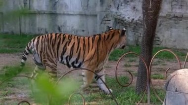 Panthera tigris altaica Sibirya ya da Amur kaplanı açık hayvanat bahçesi bölgesinde. Yüksek kalite 4k görüntü