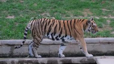 Panthera tigris altaica Sibirya ya da Amur kaplanı açık hayvanat bahçesi bölgesinde. Yüksek kalite 4k görüntü