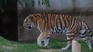 Panthera tigris altaica Sibirya ya da Amur kaplanı açık hayvanat bahçesi bölgesinde. Yüksek kalite 4k görüntü