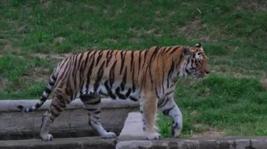 Panthera tigris altaica Sibirya ya da Amur kaplanı açık hayvanat bahçesi bölgesinde. Yüksek kalite 4k görüntü