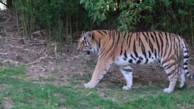 Panthera tigris altaica Sibirya ya da Amur kaplanı açık hayvanat bahçesi bölgesinde. Yüksek kalite 4k görüntü