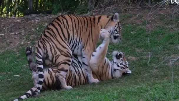 Тигр Пантера Panthera Tigris Altaica Або Амурський Тигр Грає Своїми — стокове відео