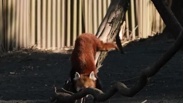 アイリュラスは木の間に赤いパンダを育てます 高品質4K映像 — ストック動画